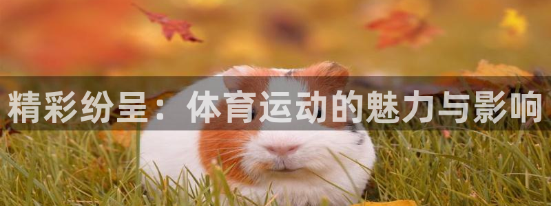 vsport体育：精彩纷呈：体育运动的魅力与影响