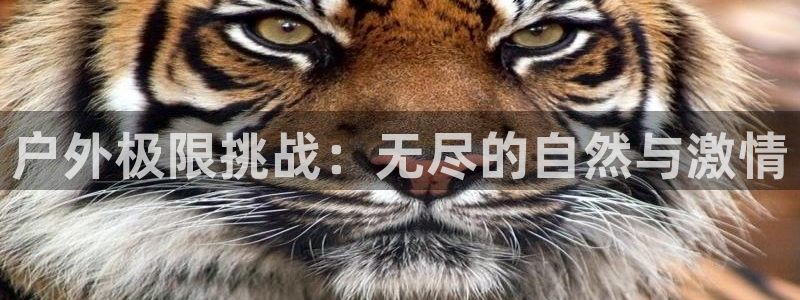 vsport体育：户外极限挑战：无尽的自然与激情